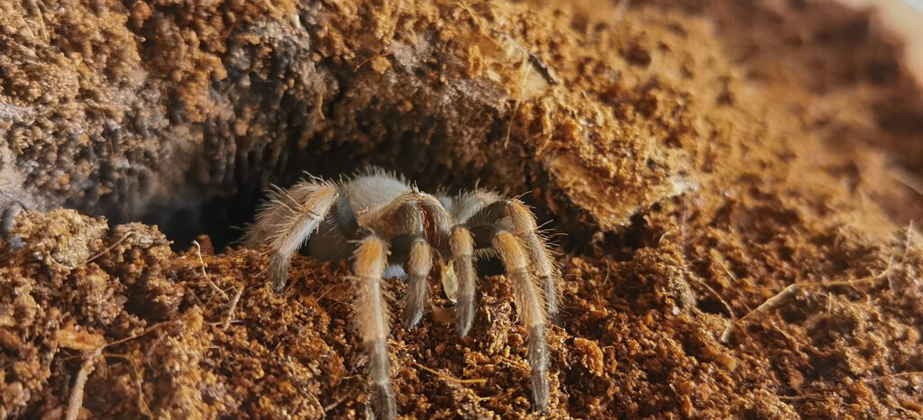 B. hamorii