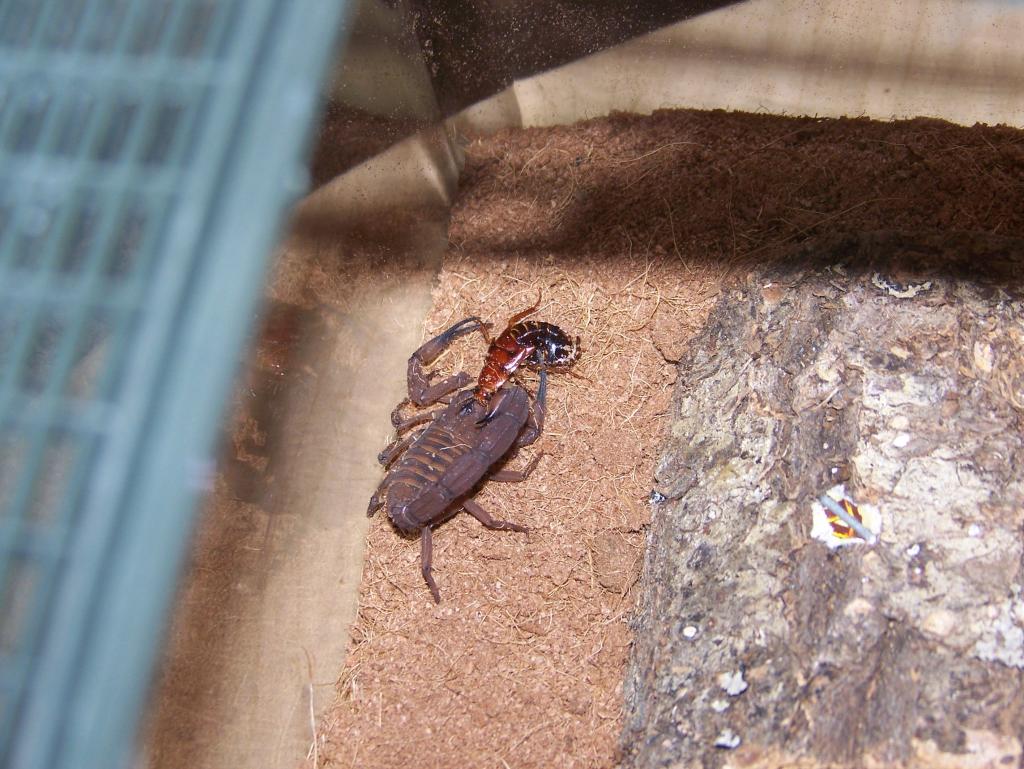 B. jacksoni Female