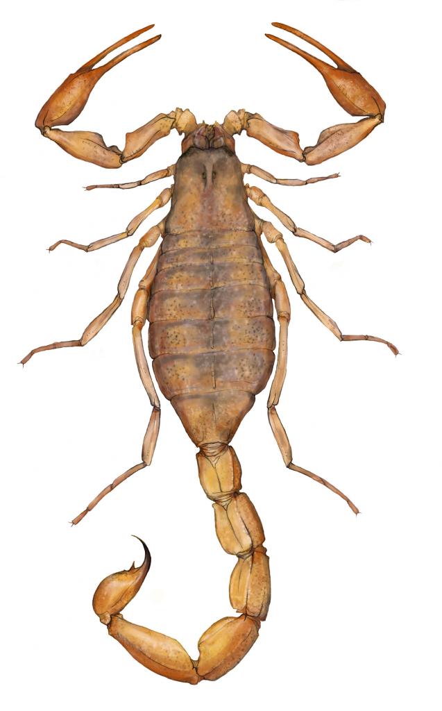 B. Jacksoni Illustration