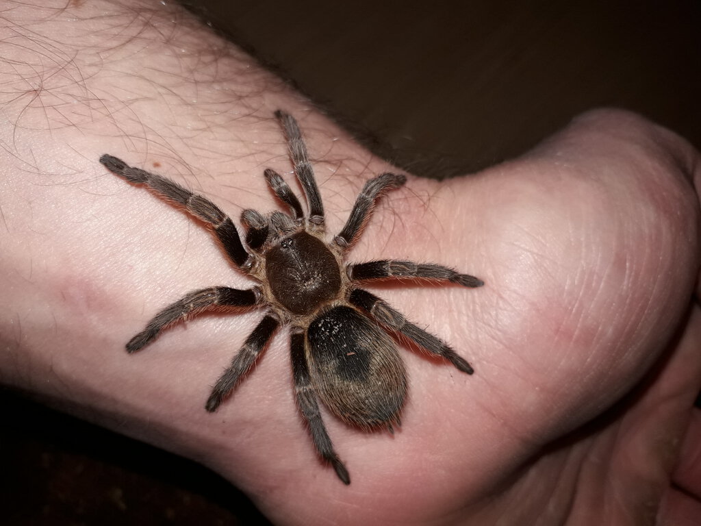 B. Pulcherrimaklaasi