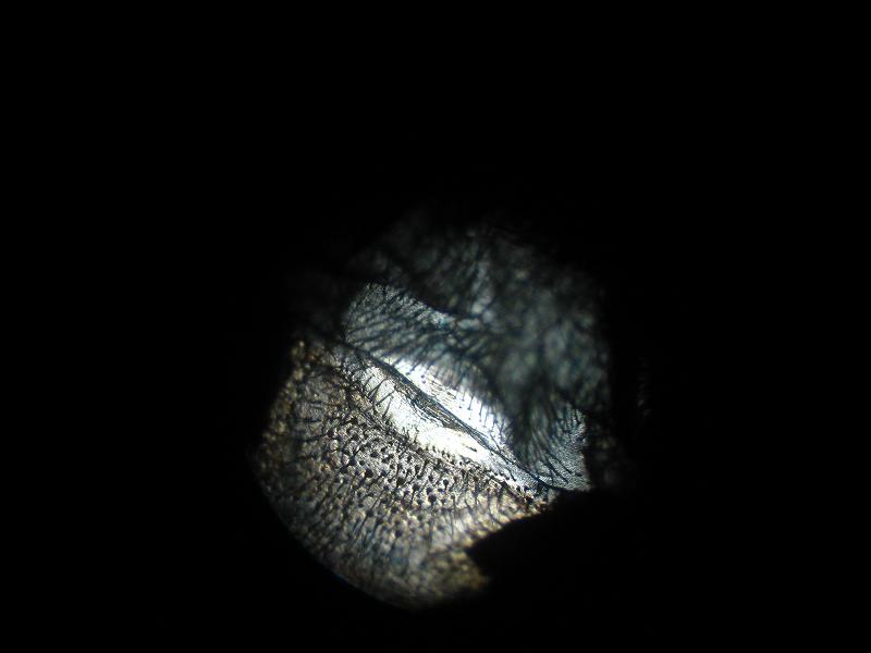 B smithi 1.25" microscope view