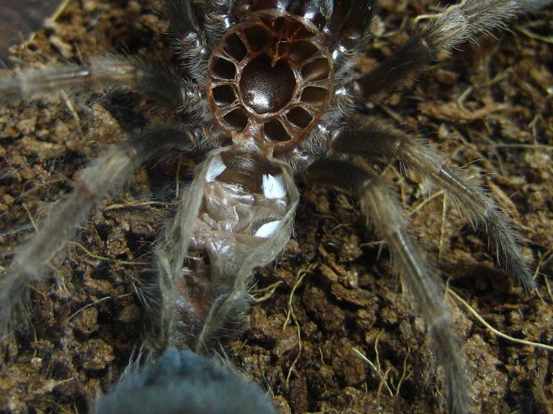 B smithi 1.25"...