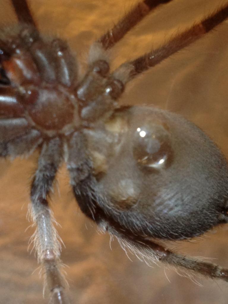 B. Smithi 1.5 inch