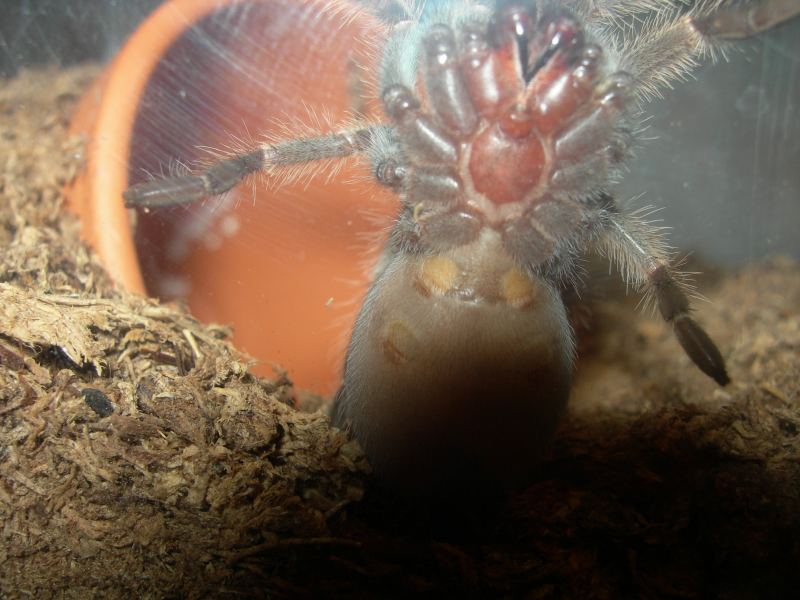 B.Smithi 2.0"