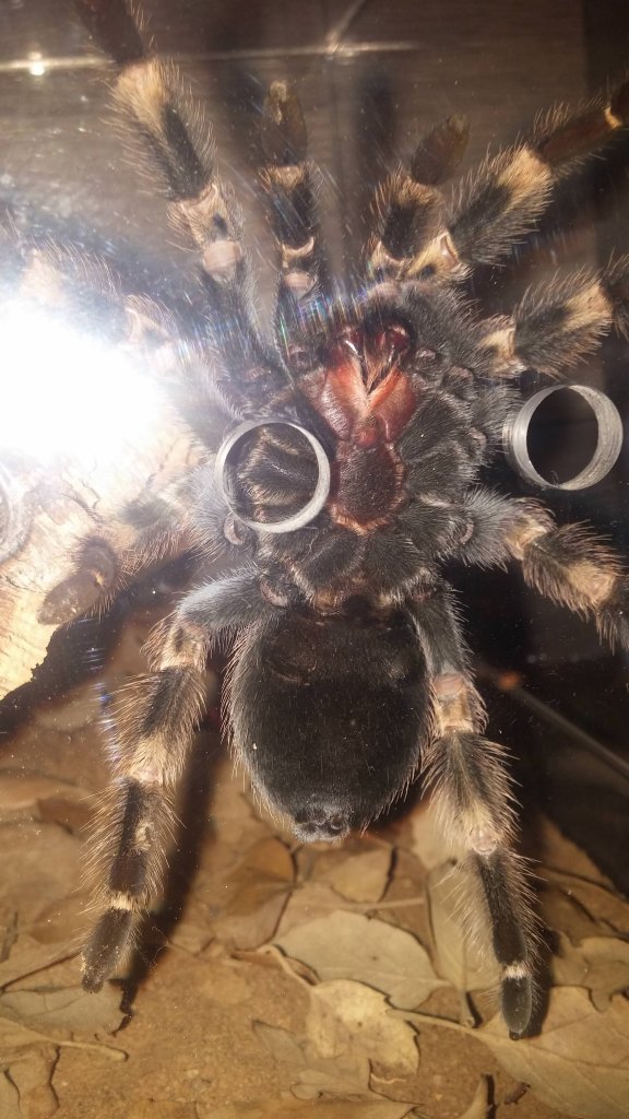 B. Smithi 2.1