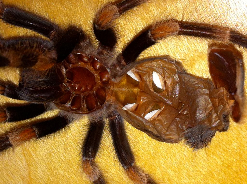 B. Smithi (2.5 inch)