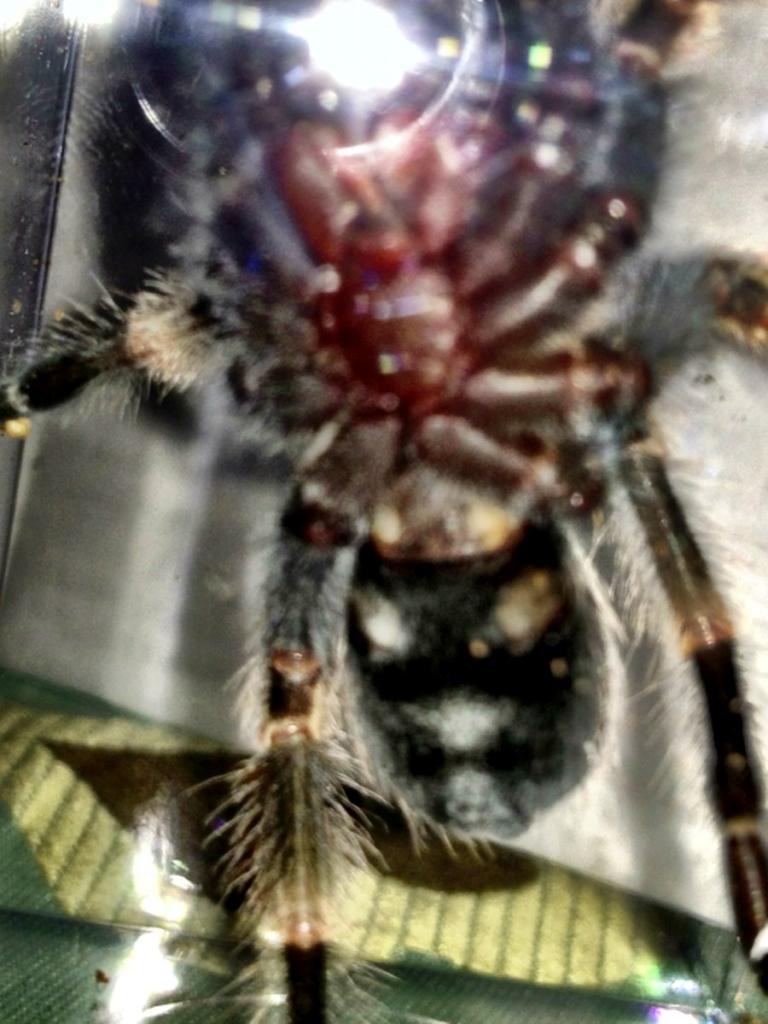 B. smithi 2.5&quot;