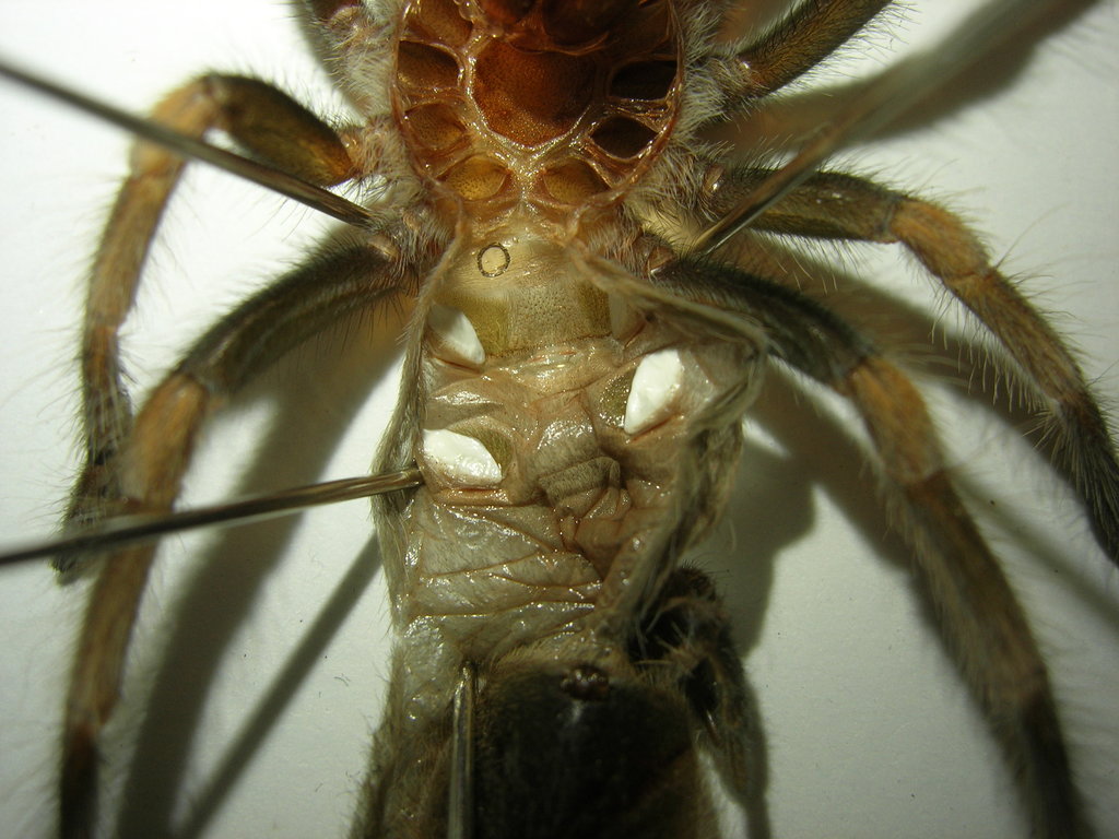 B. smithi 2" DLS ( I think its a girl) (WHAT IS THAT BLACK CIRCLE!!!)