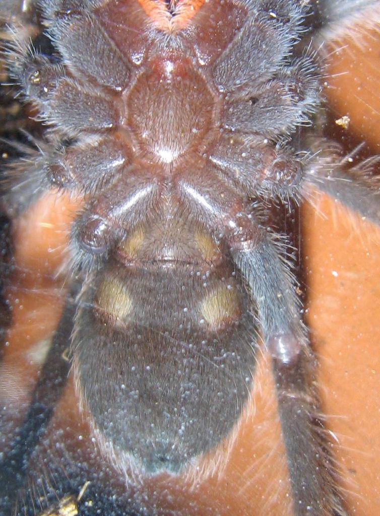 B. Smithi 2"