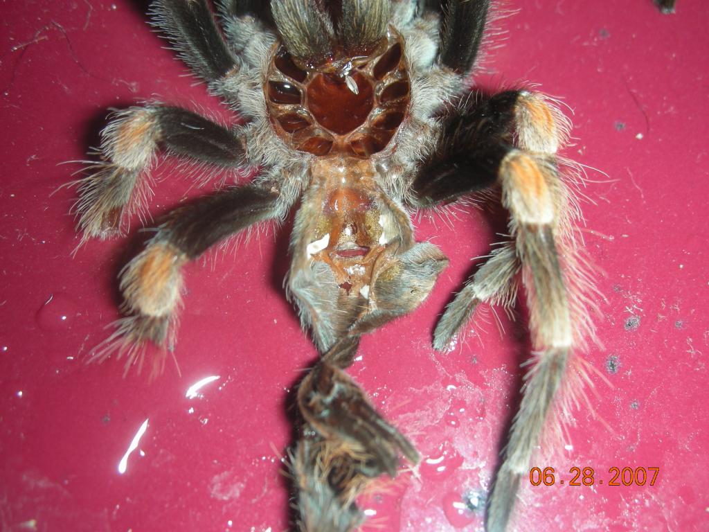 b. smithi 2