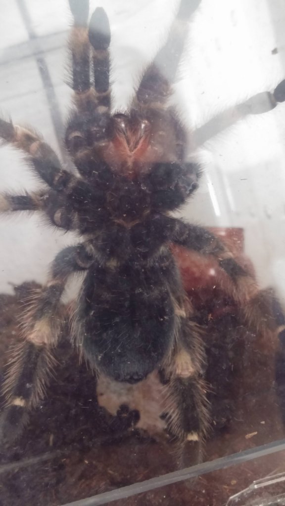 B. Smithi 2