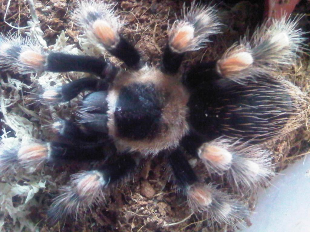 B Smithi 3 inch Juvi