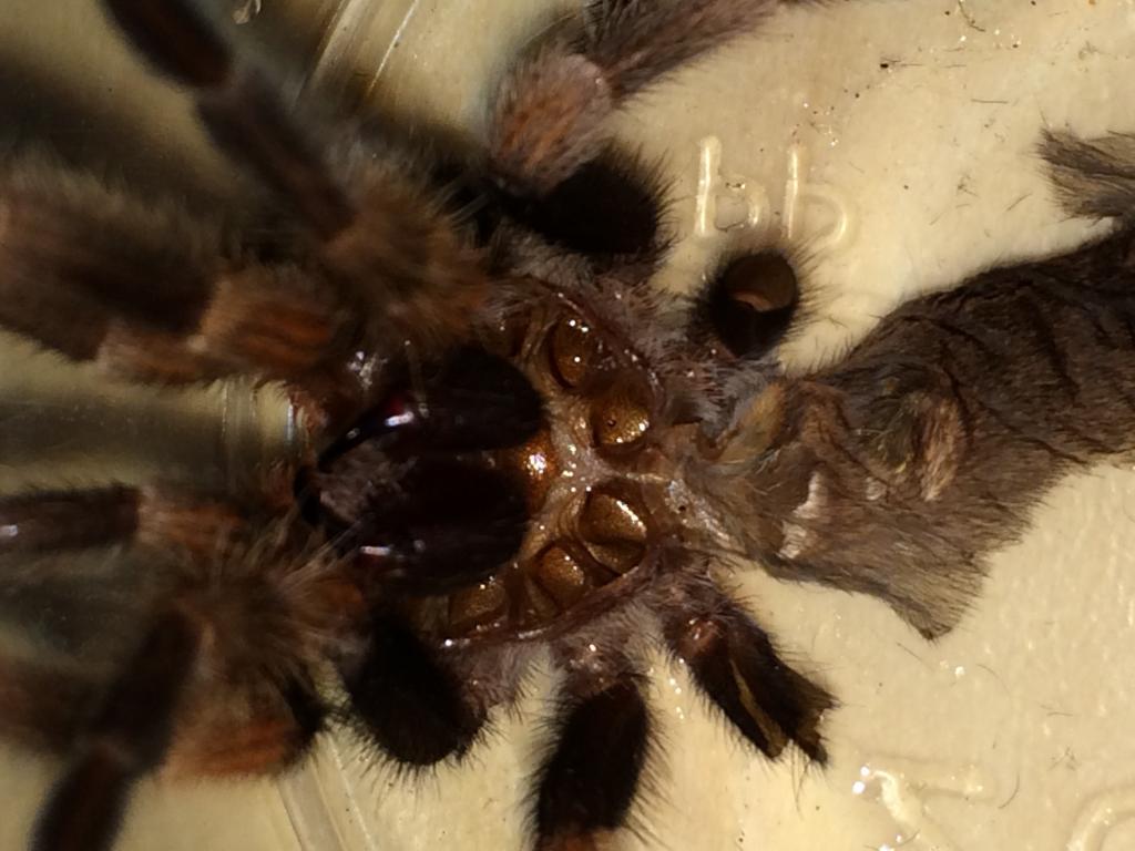 B. smithi 3&quot; Juvie