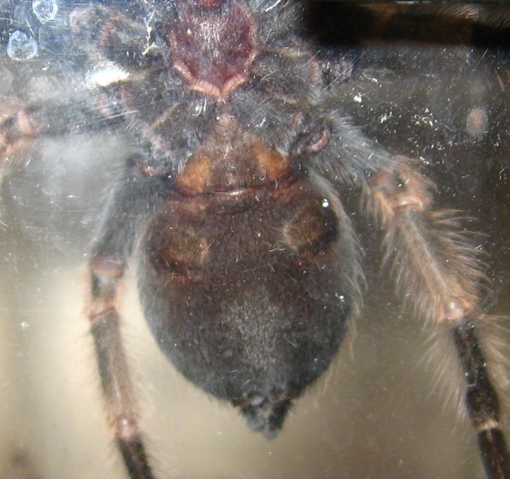 B. smithi, ~3"