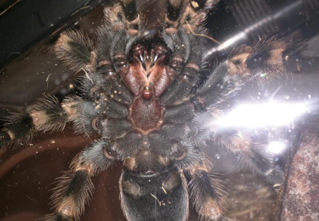 B Smithi/A Versicolor sexing