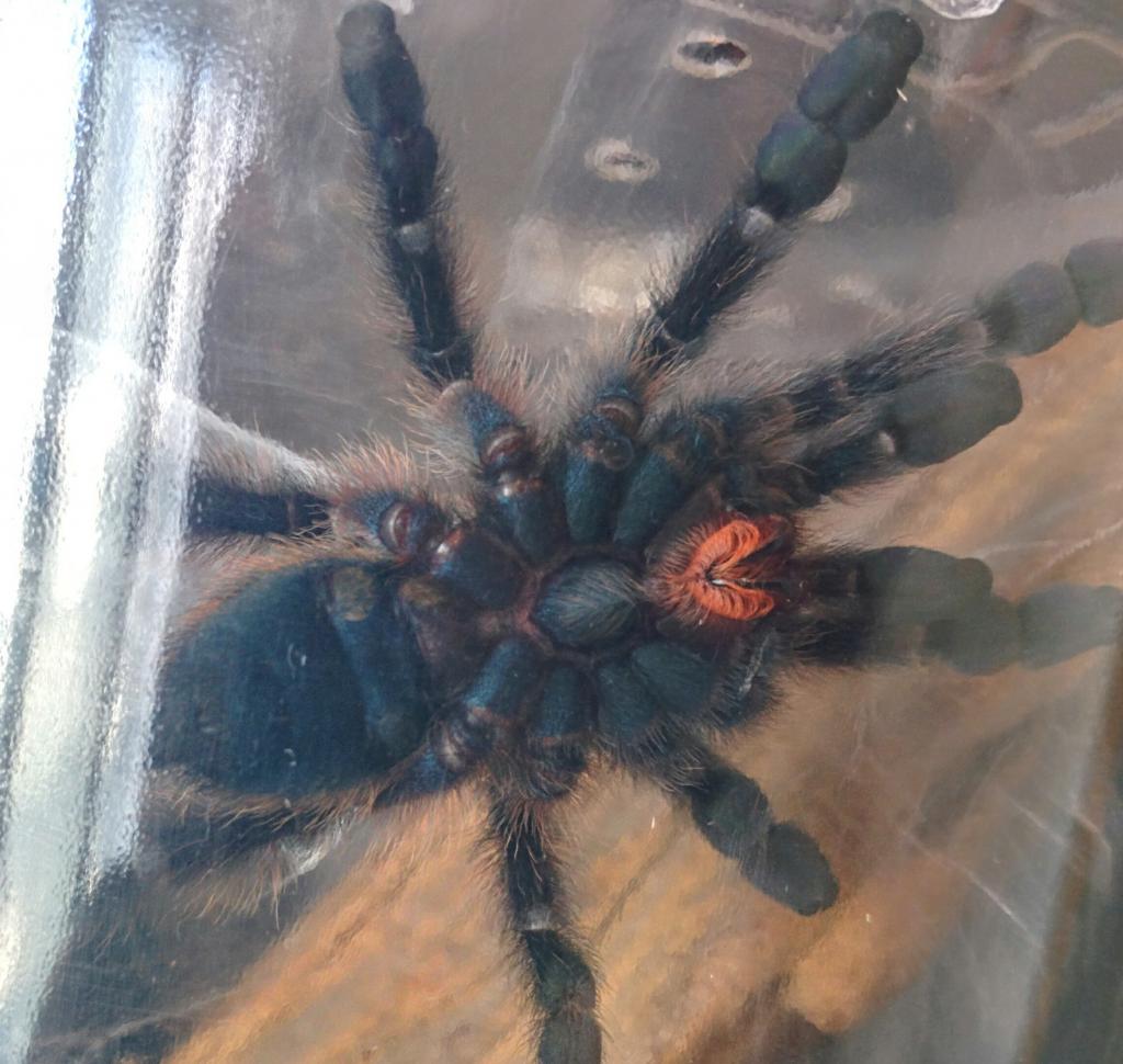 B Smithi/A Versicolor sexing