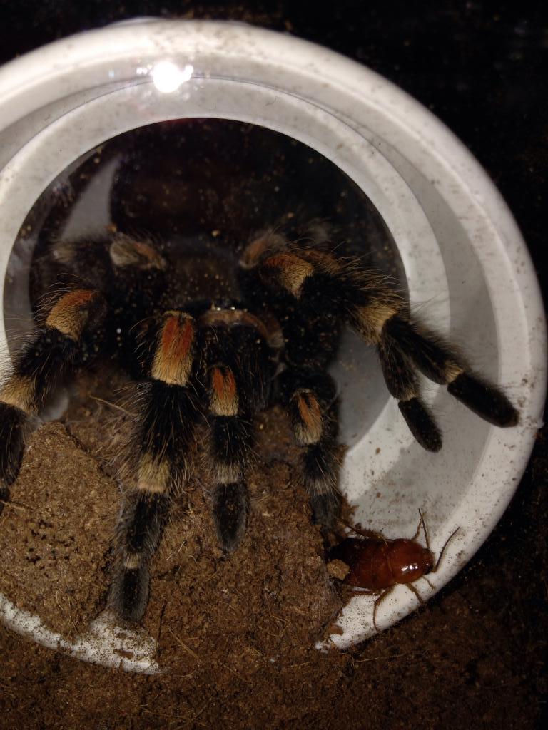 B. Smithi and friend