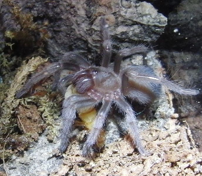 B smithi baby