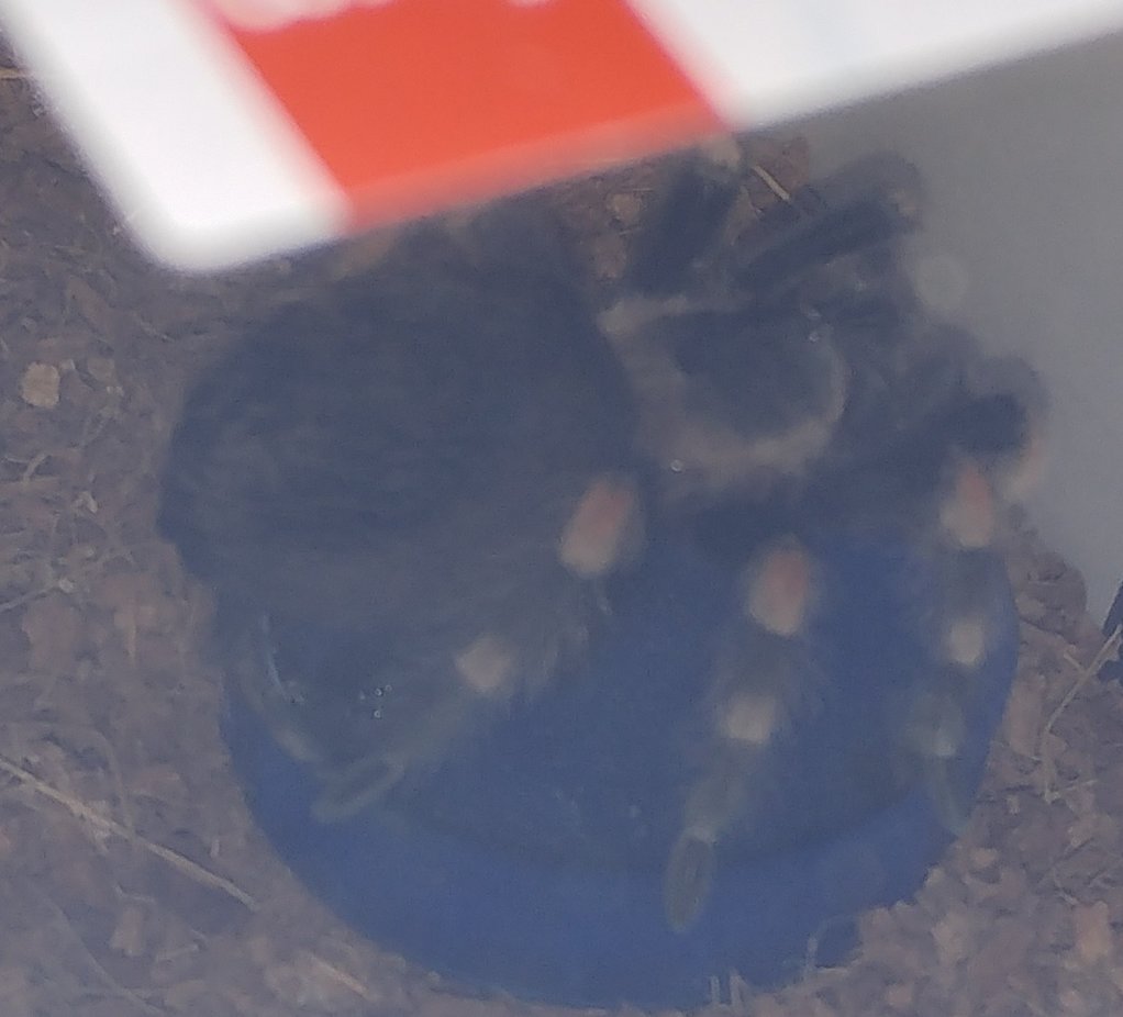 B.Smithi balancing on her water bowl