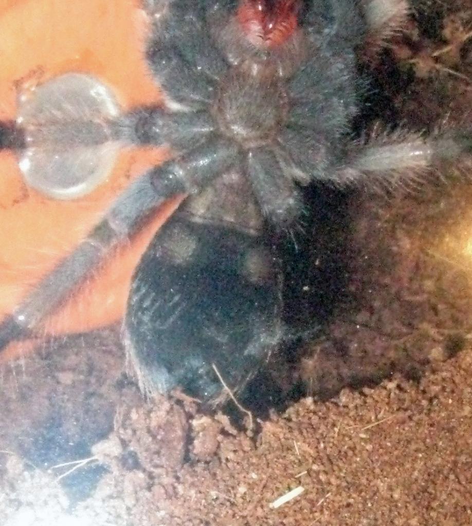 B. smithi boy or girl?