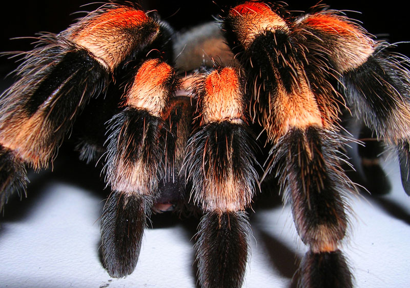 B. smithi close up