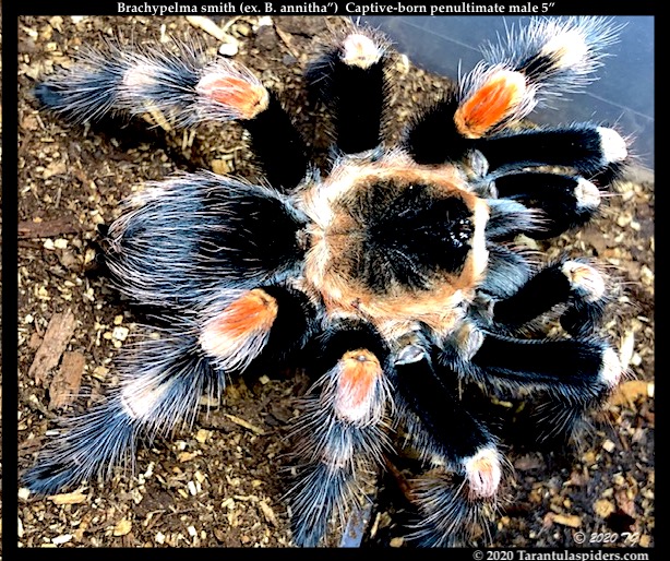 B.smithi(ex.B.annitha)(M)5in_penultimate1.jpeg