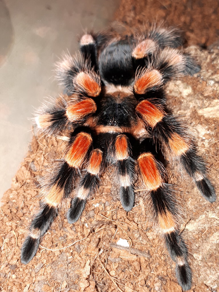 B smithi (F)