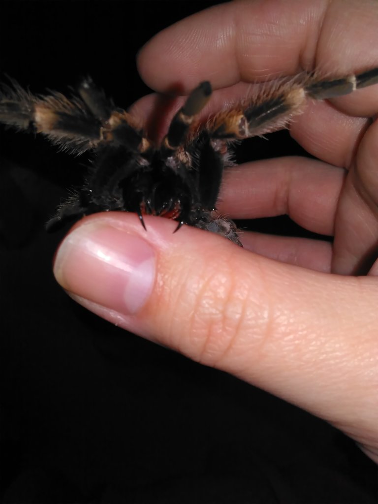 B. smithi fangs