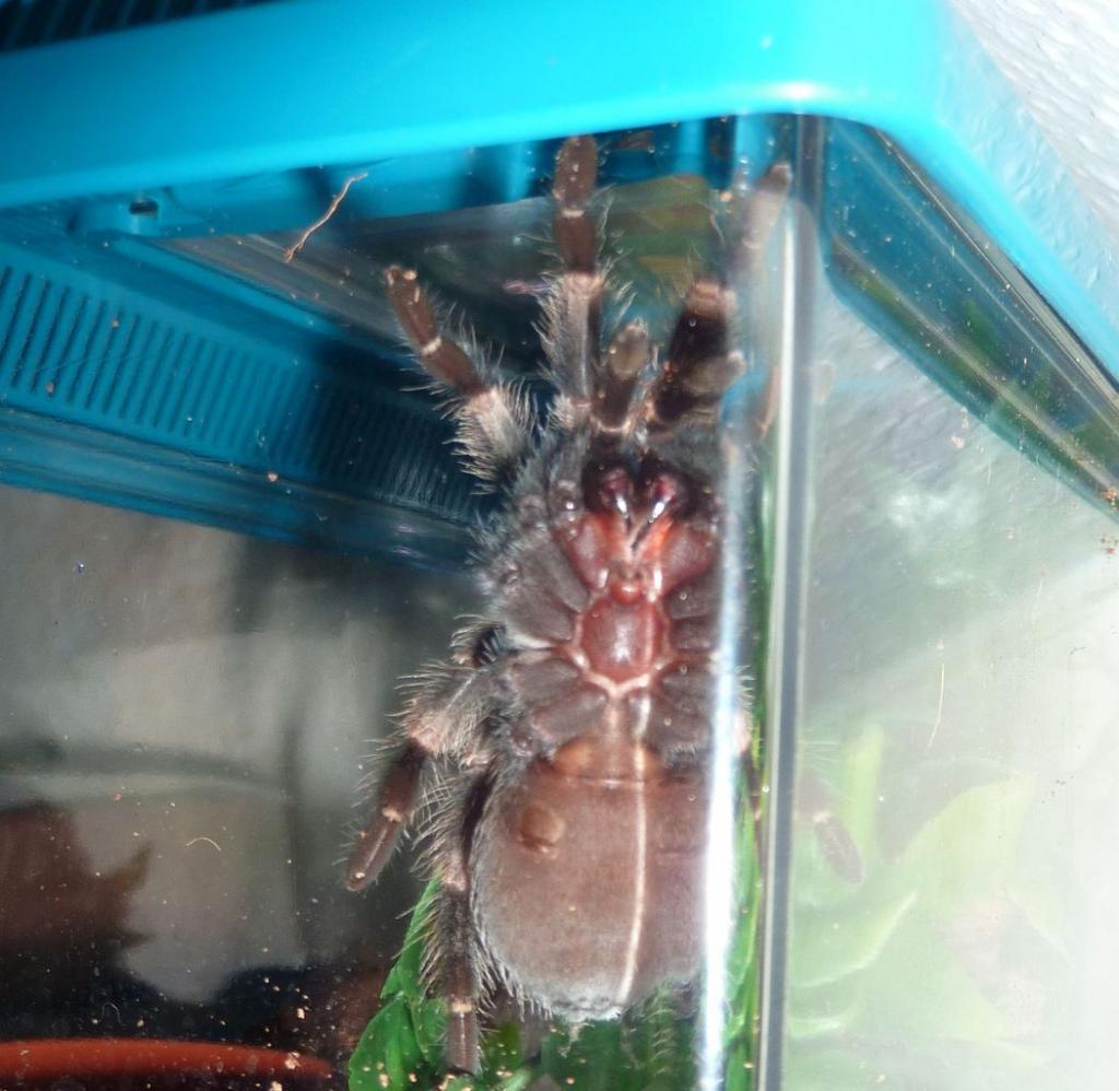 B.smithi (female / male?)