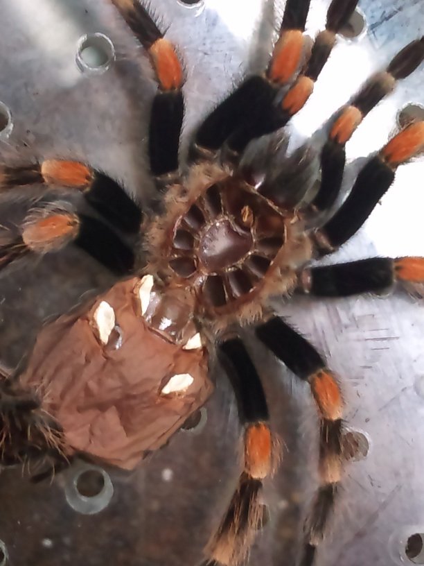 B. Smithi... Female?