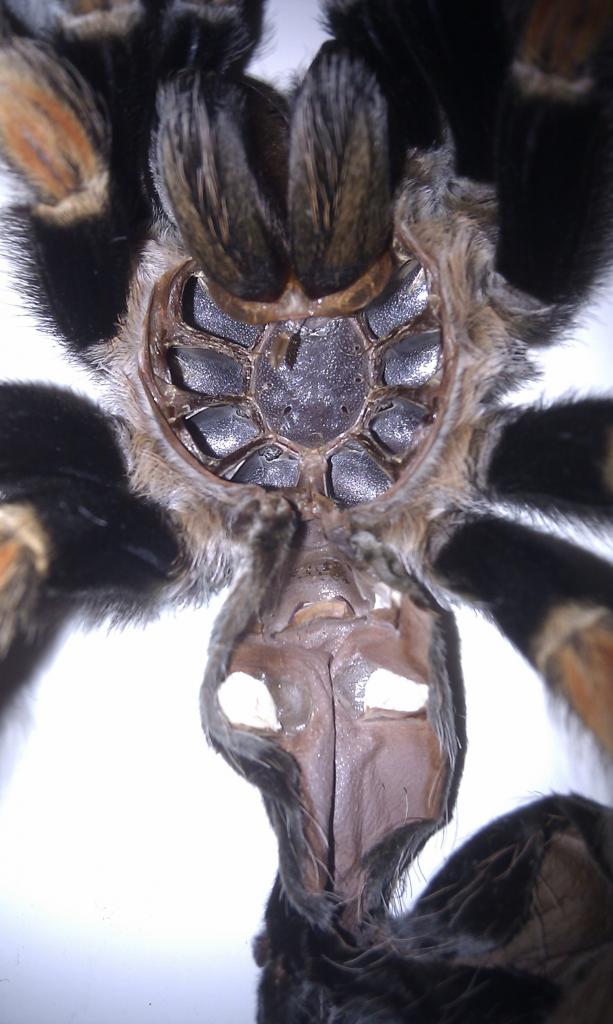 B.smithi Female?