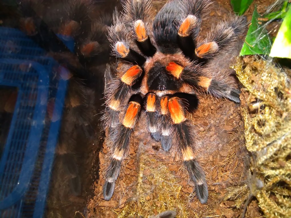 B. smithi female