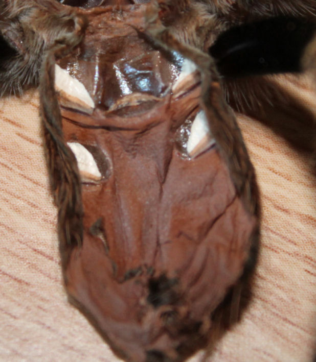 B. Smithi Female?