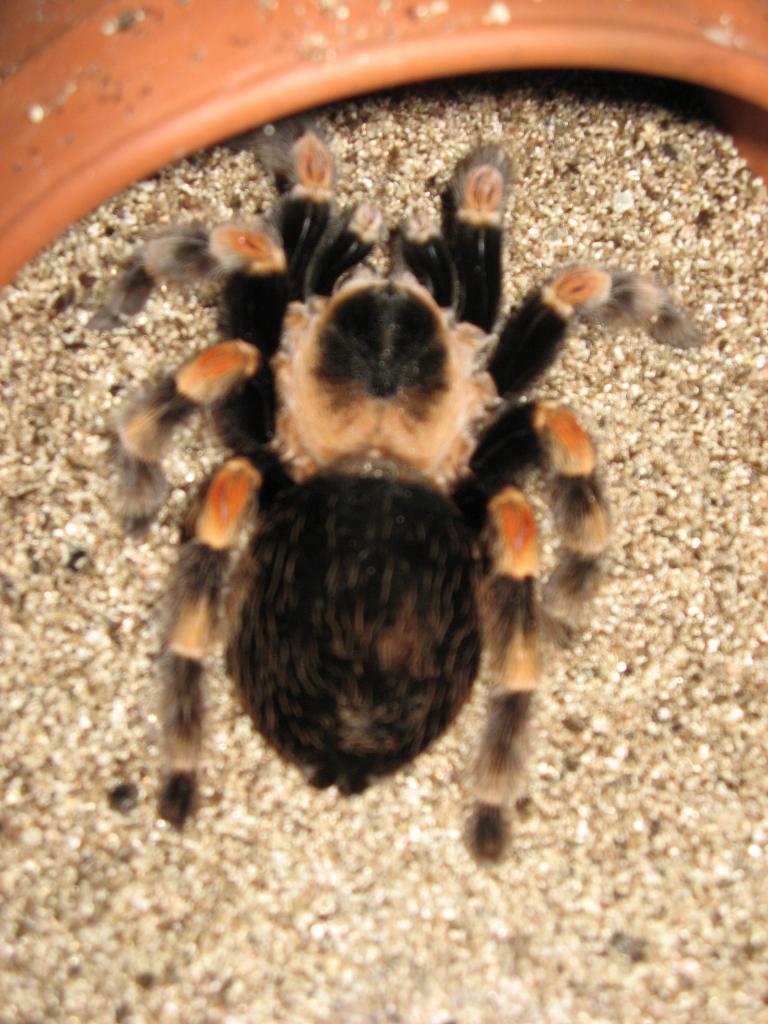 B. smithi female