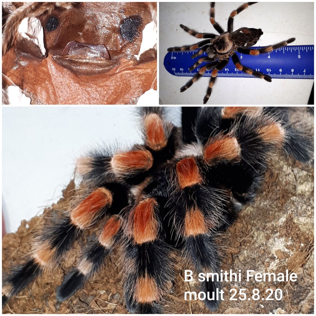 B smithi female