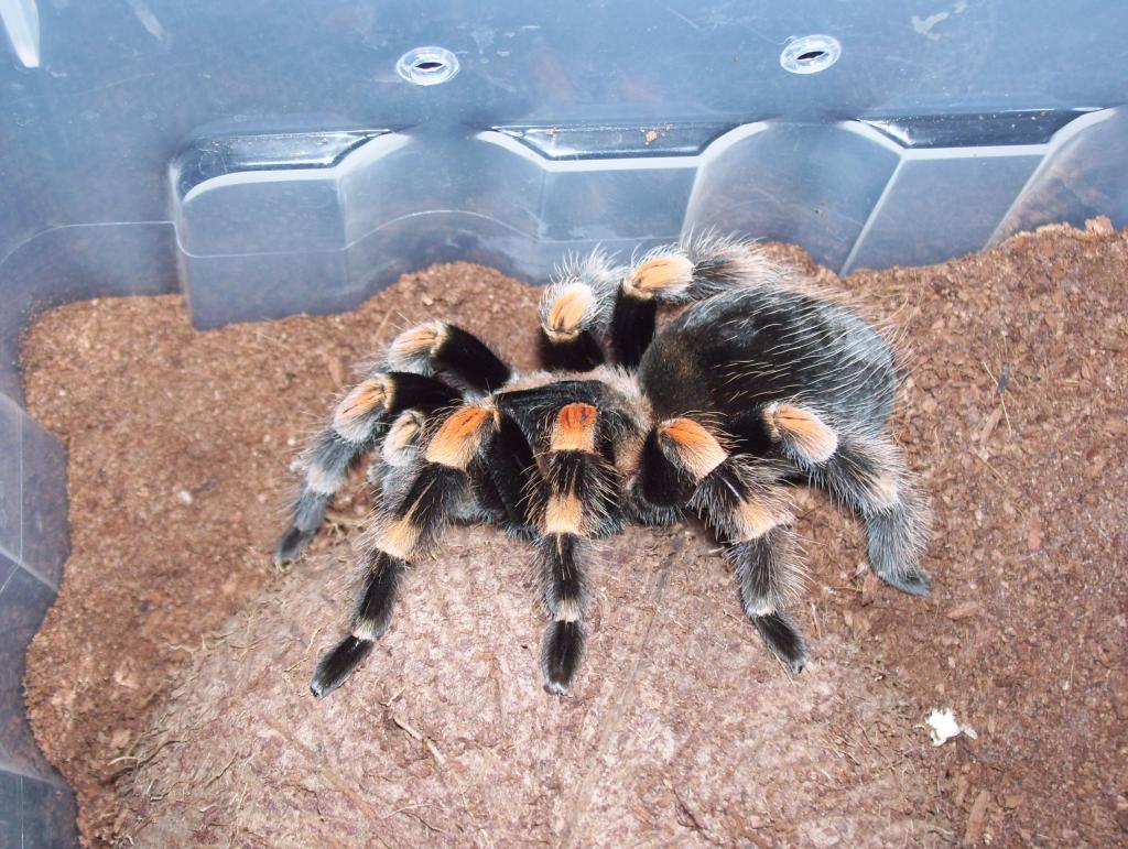 B. smithi female