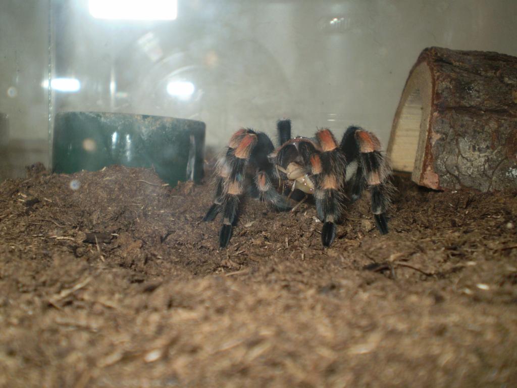 B. Smithi first meal post-molt