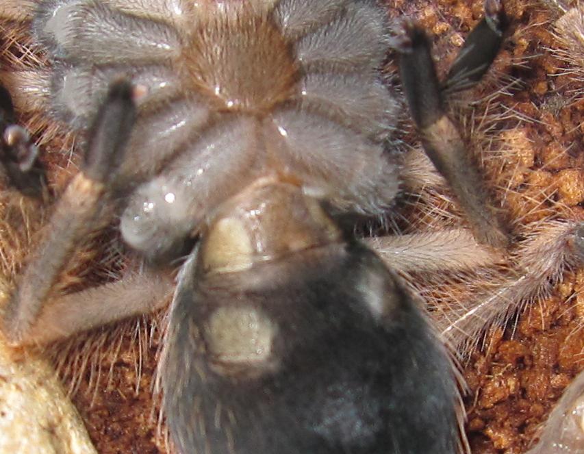 B. Smithi Help Male/female?