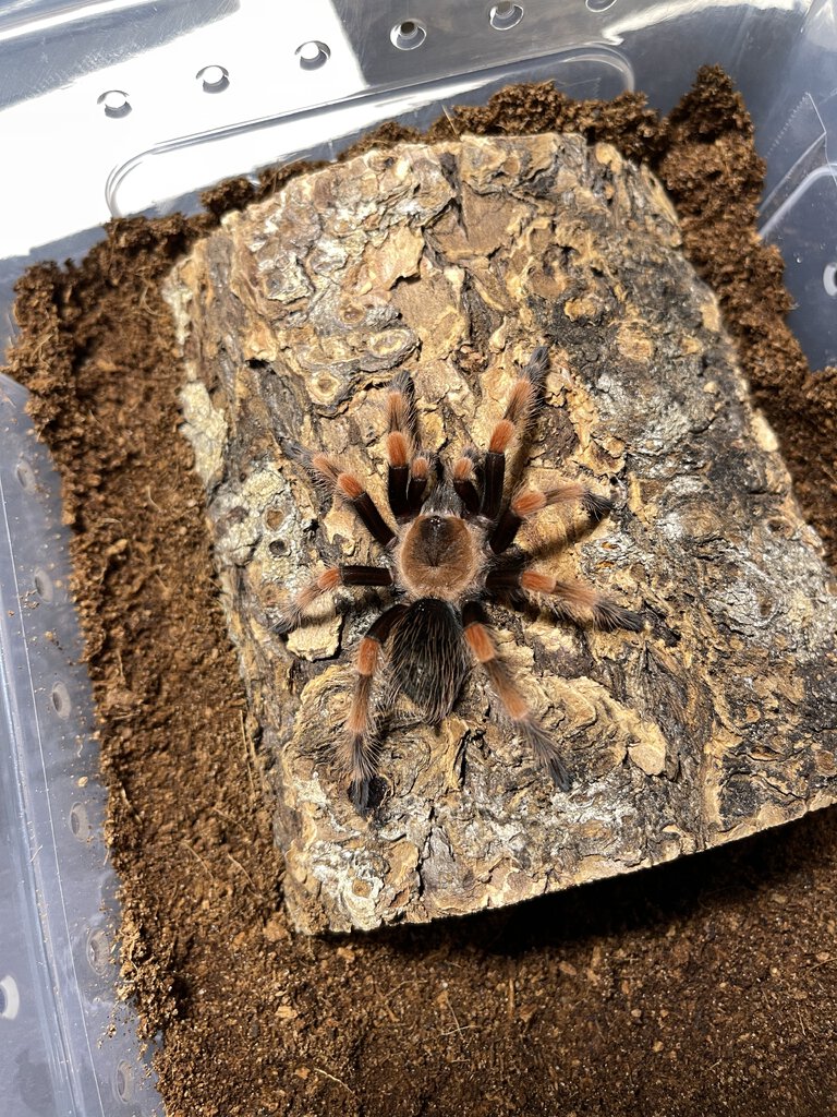 B smithi help