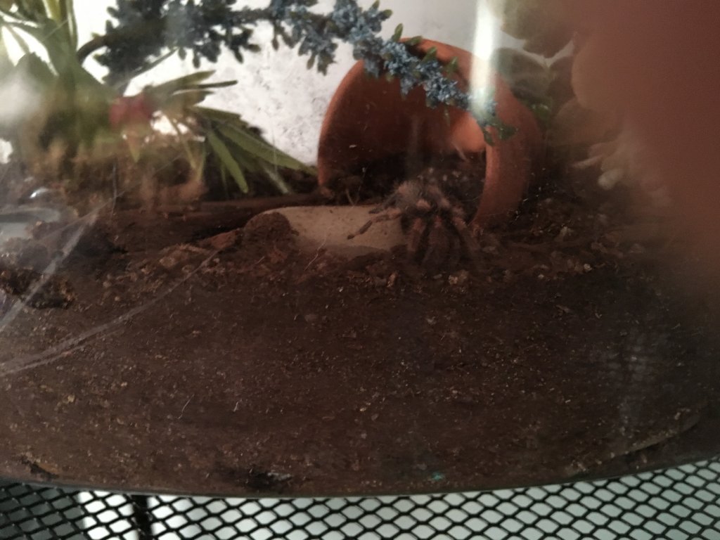 B. Smithi in new housing.