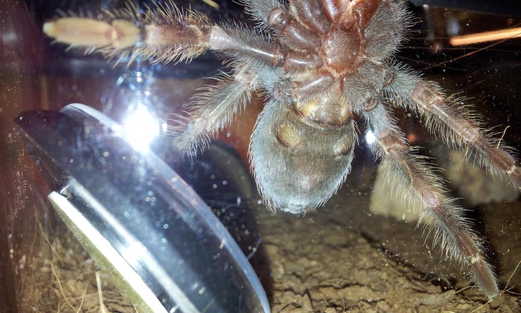 B. Smithi - Is it a male?