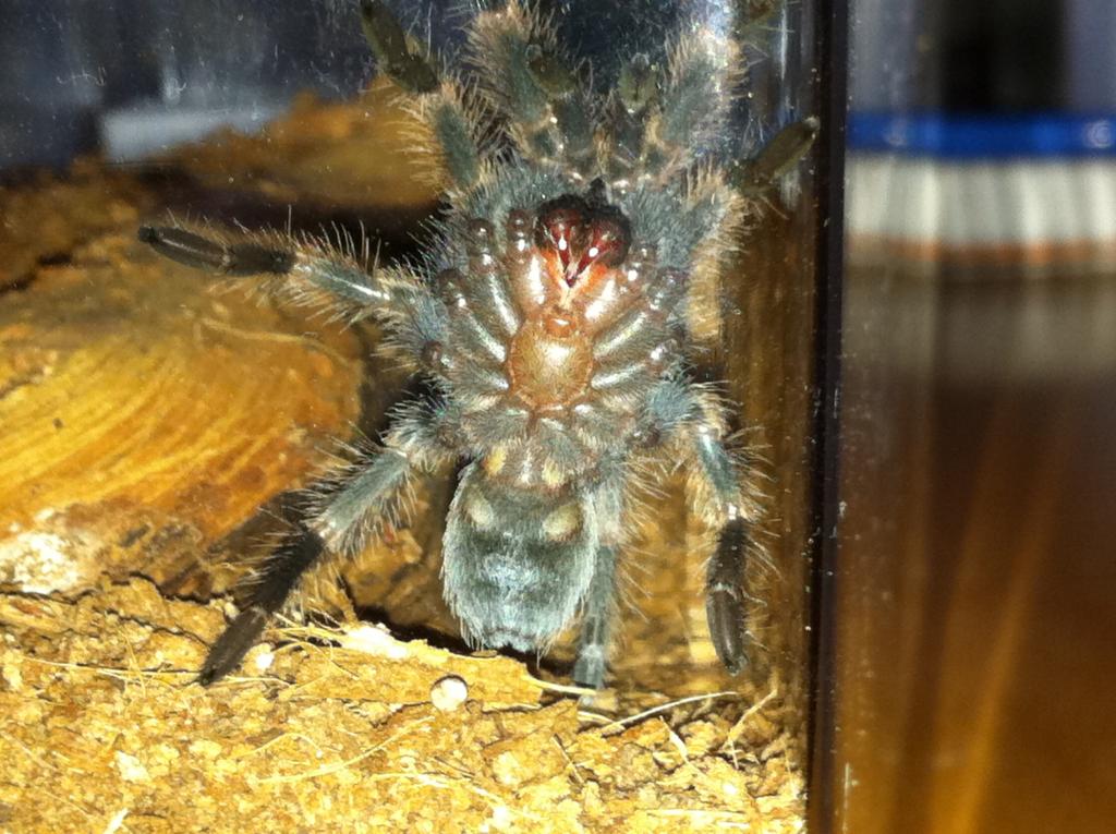 B. Smithi (just Over 2 In...)