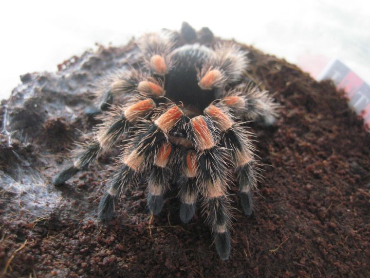 B.smithi- Juvenile, Female