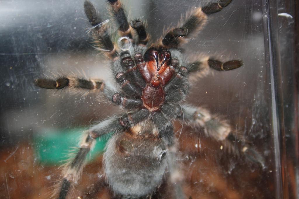 B. smithi juvenile