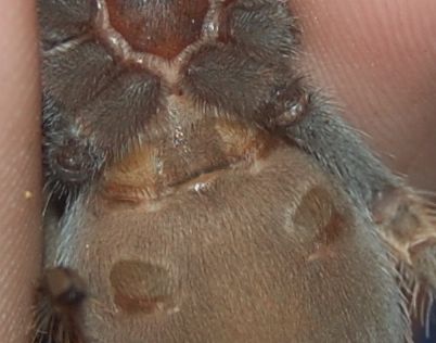 b. smithi juvie 1