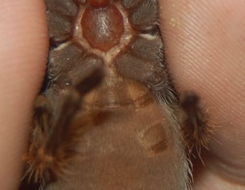 b. smithi juvie 2