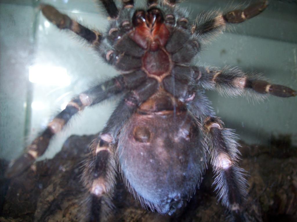 B.smithi M/f ?