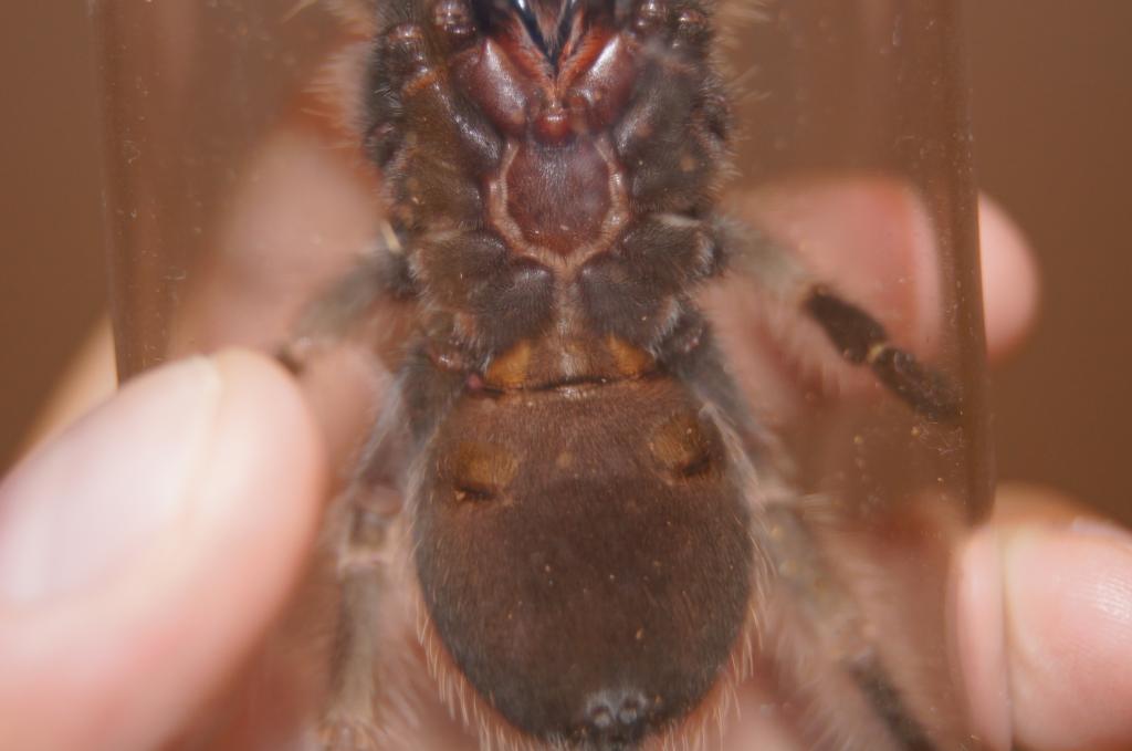 B smithi M/F?