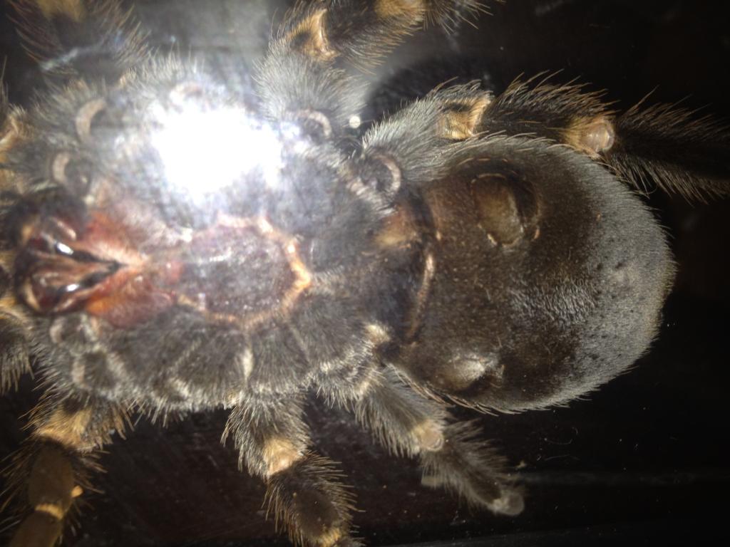 B Smithi m/f?