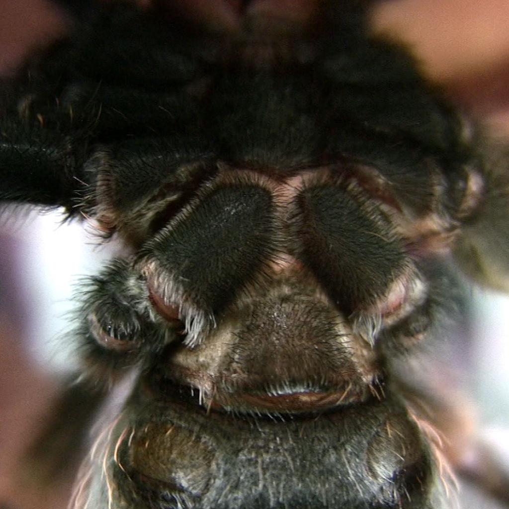 B. Smithi M Or F